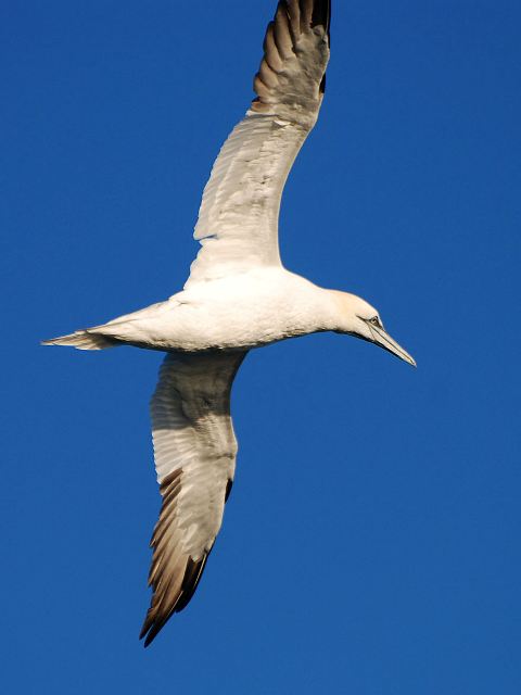 Northern Gannet Northern Gannet